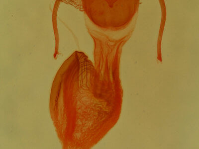 genitalia view of adult Neoligia tonsa