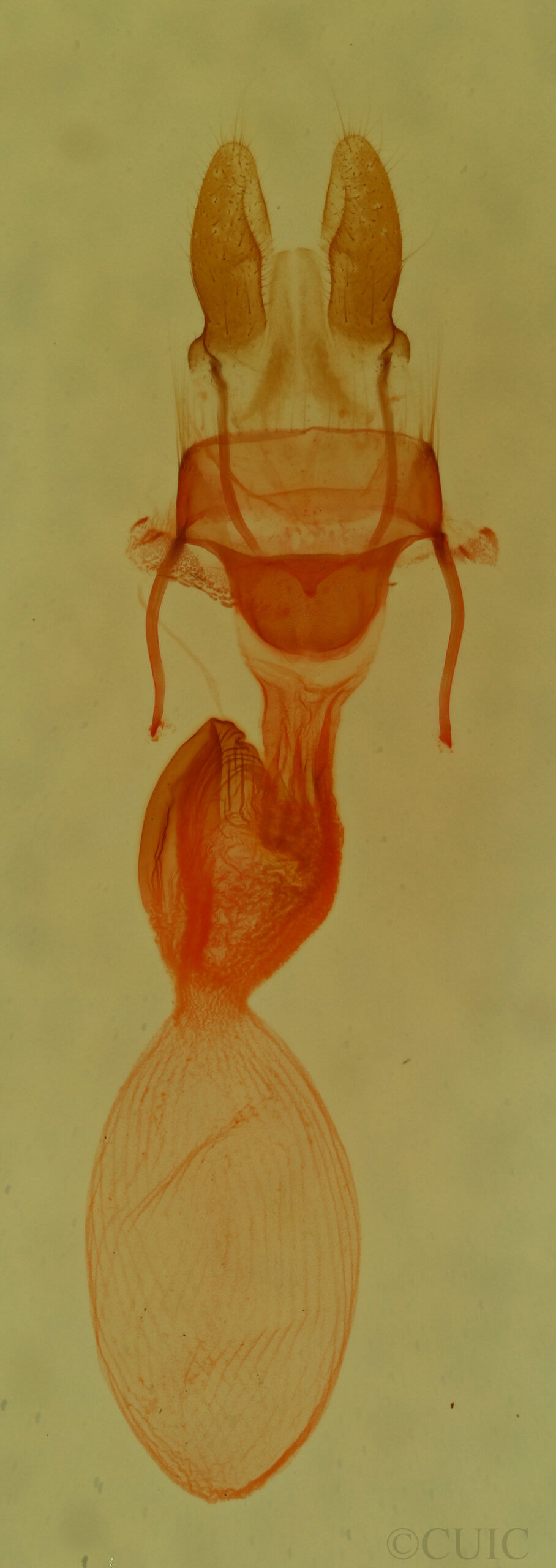 genitalia view of adult Neoligia tonsa