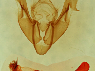 genitalia view of adult Neoligia tonsa