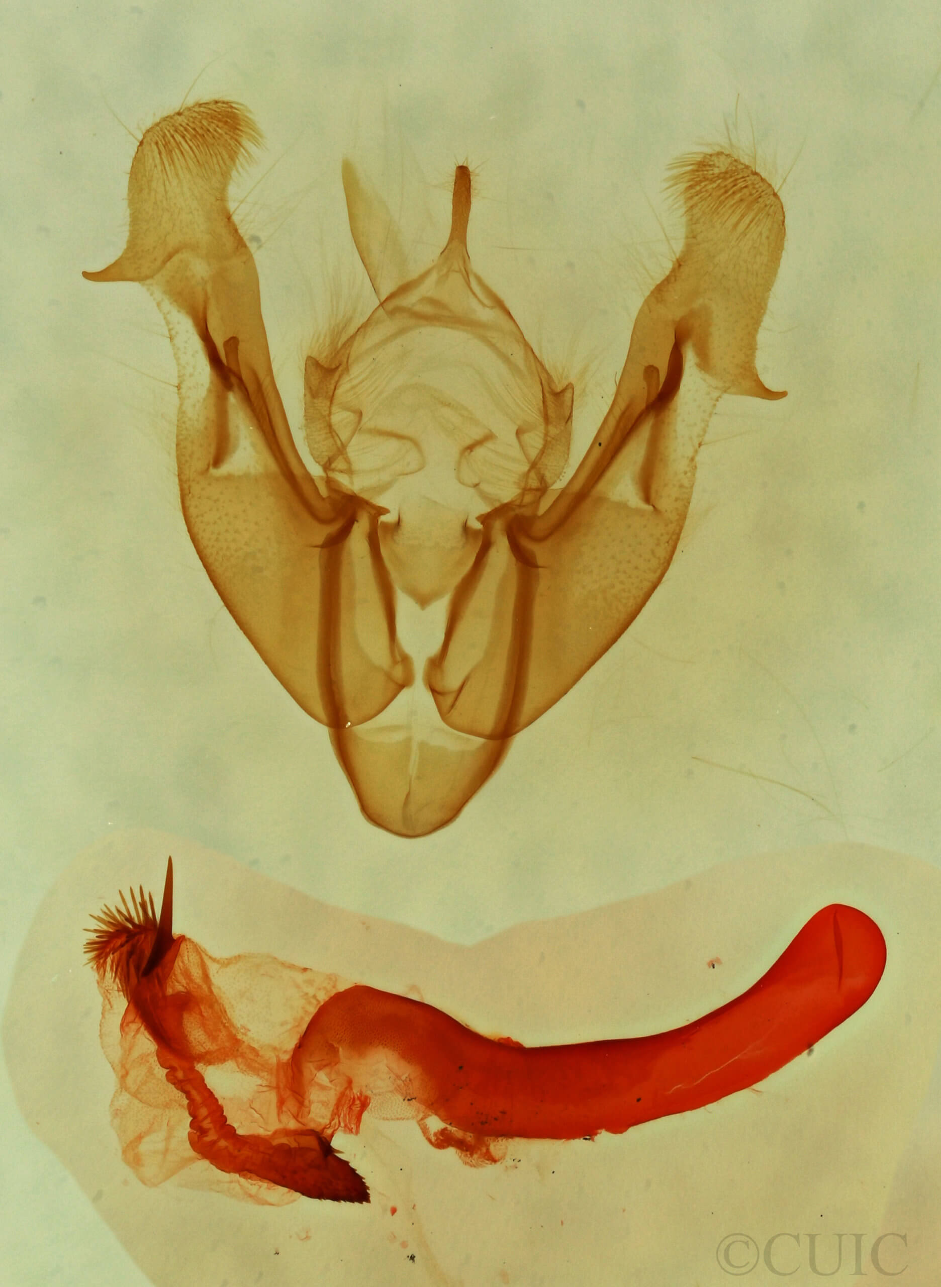 genitalia view of adult Neoligia tonsa