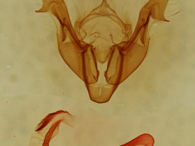 genitalia view of adult Neoligia tonsa