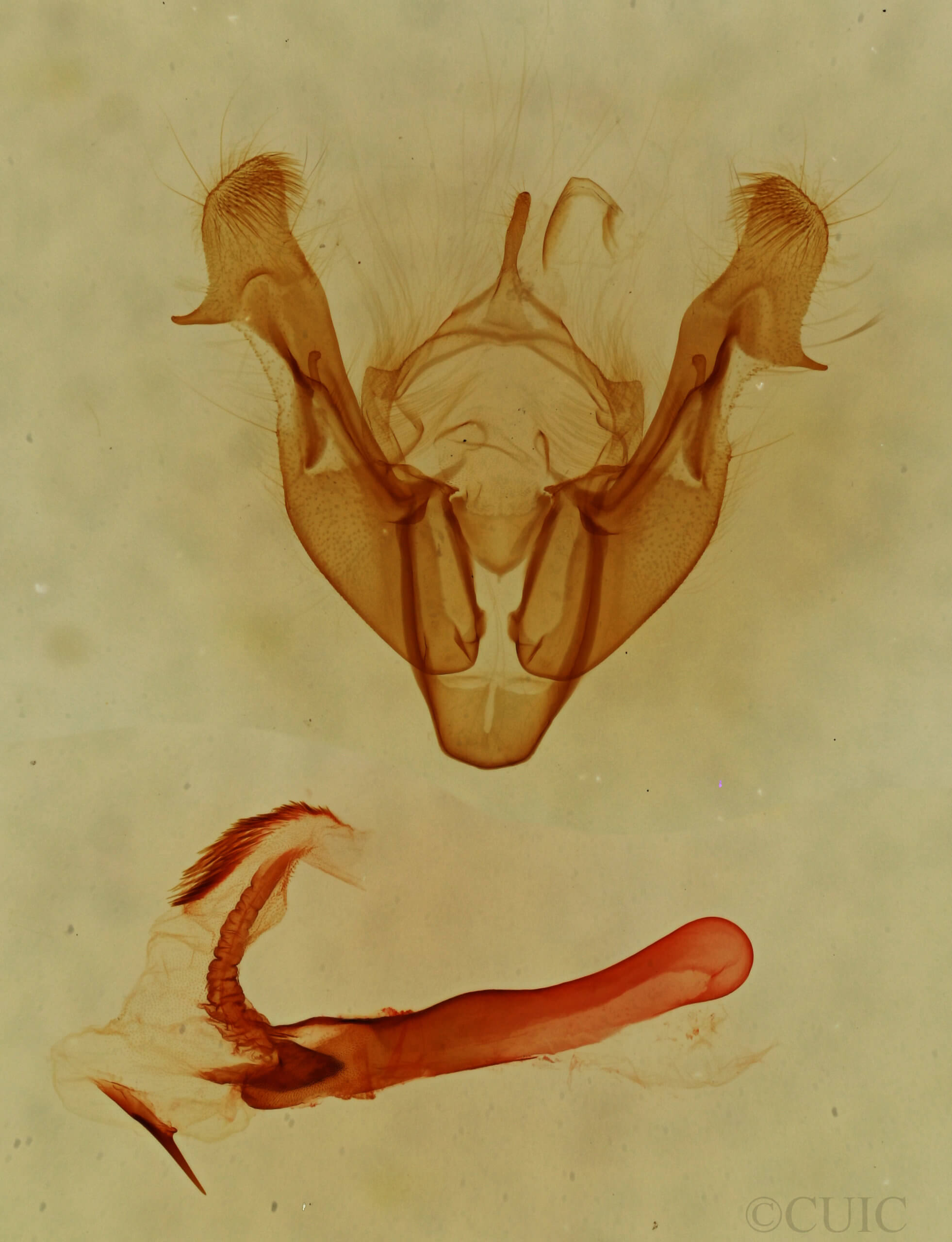 genitalia view of adult Neoligia tonsa