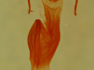 genitalia view of adult Neoligia tonsa