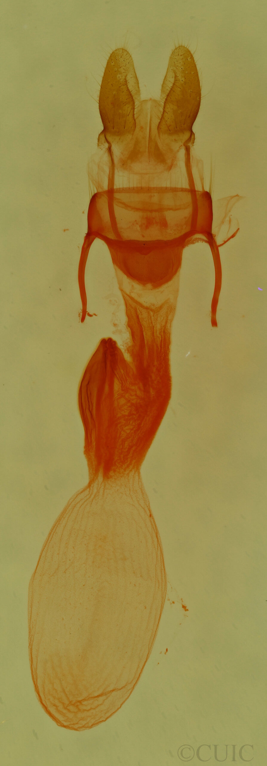 genitalia view of adult Neoligia tonsa