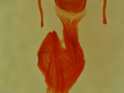 genitalia view of adult Neoligia tonsa