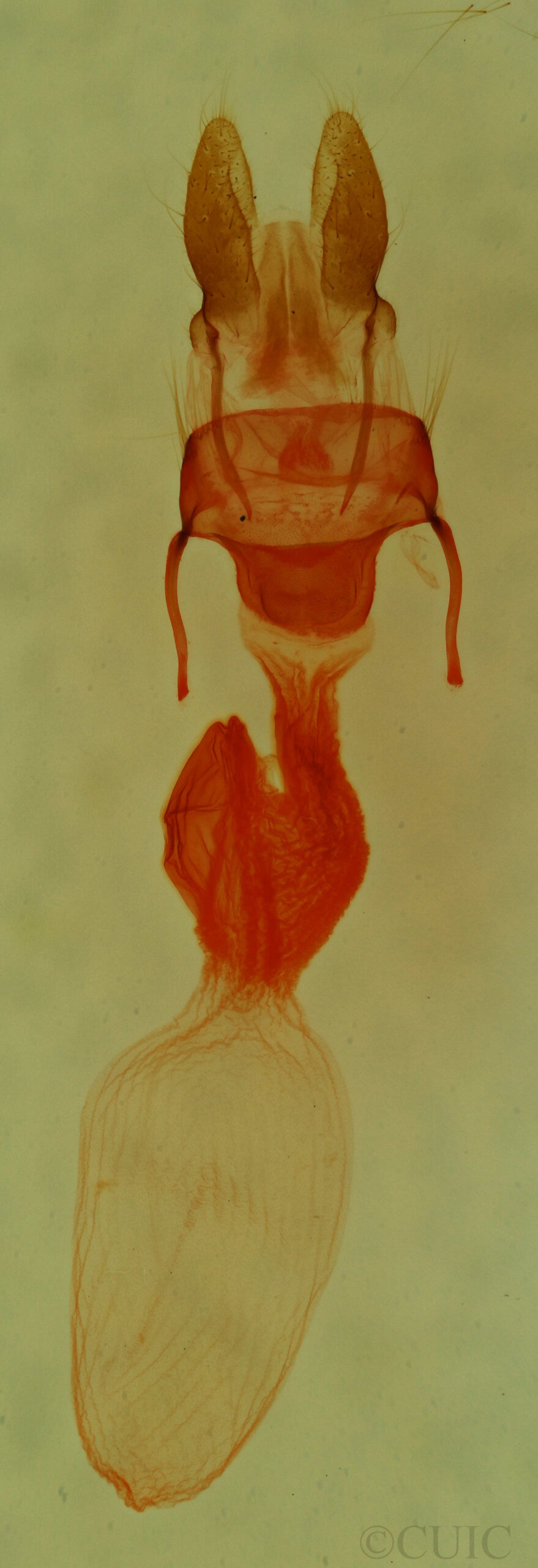 genitalia view of adult Neoligia tonsa