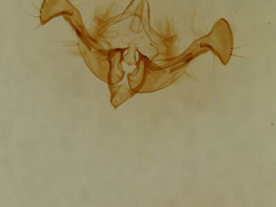 genitalia view of adult Neoligia inermis