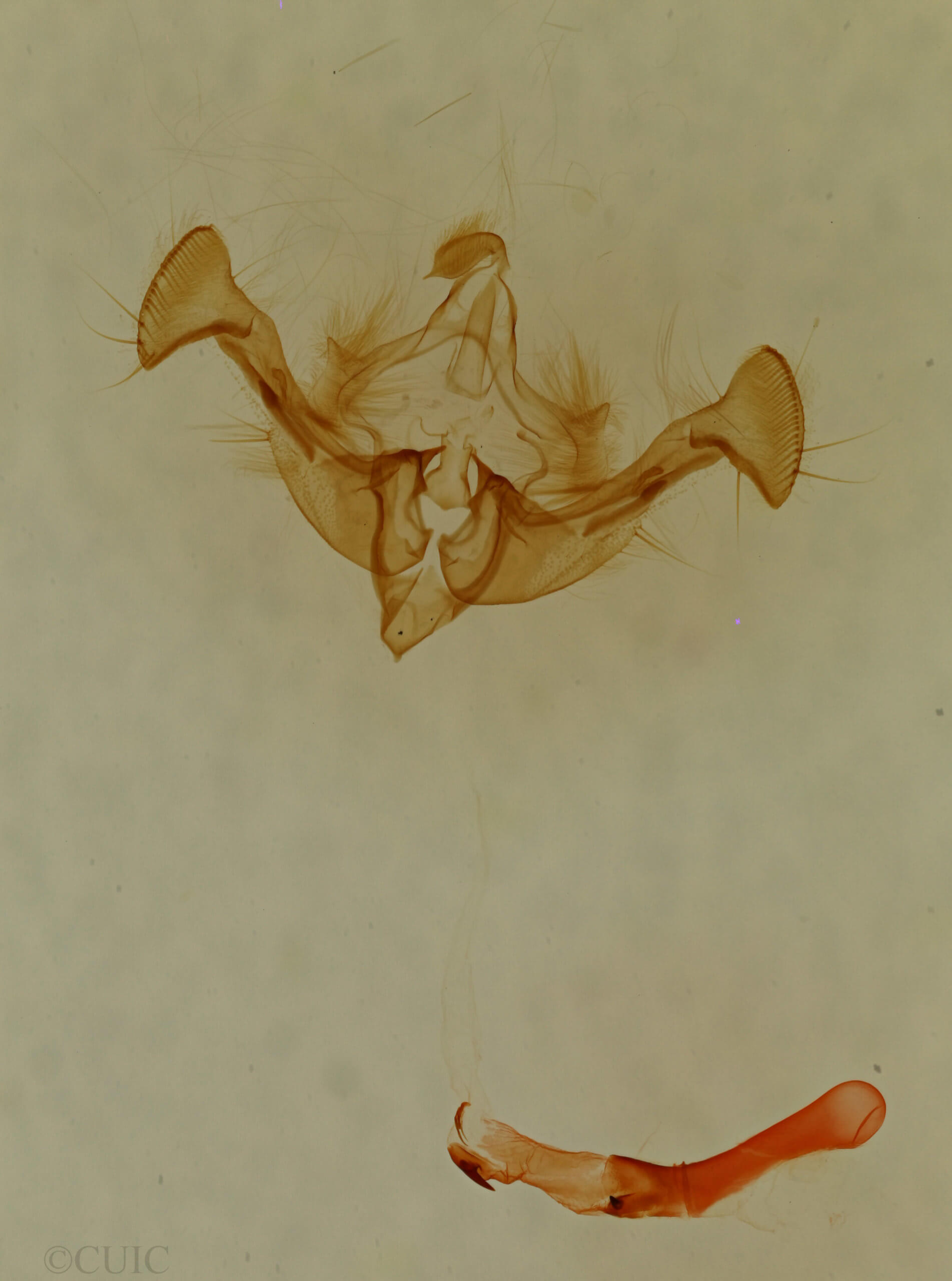 genitalia view of adult Neoligia inermis