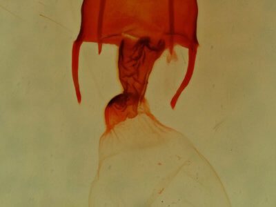 genitalia view of adult Neoligia inermis