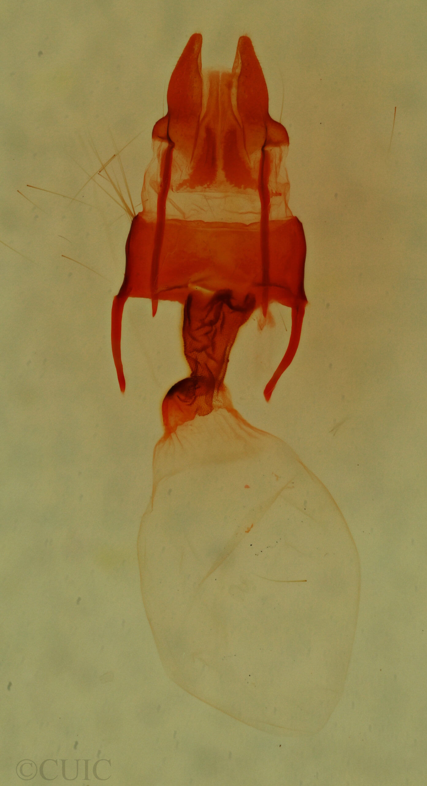 genitalia view of adult Neoligia inermis