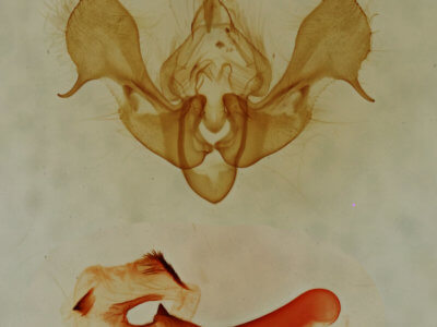 genitalia view of adult Neoligia hardwicki