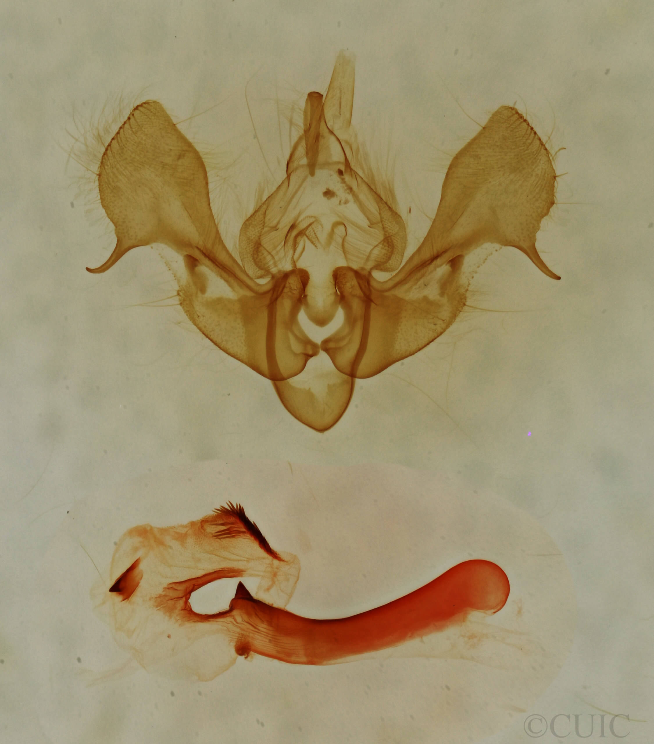 genitalia view of adult Neoligia hardwicki