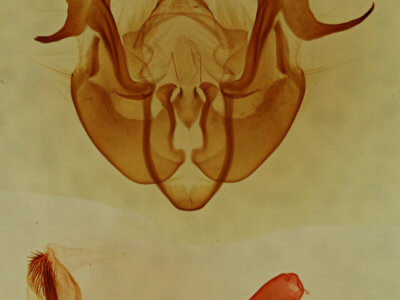 genitalia view of adult Neoligia albirena