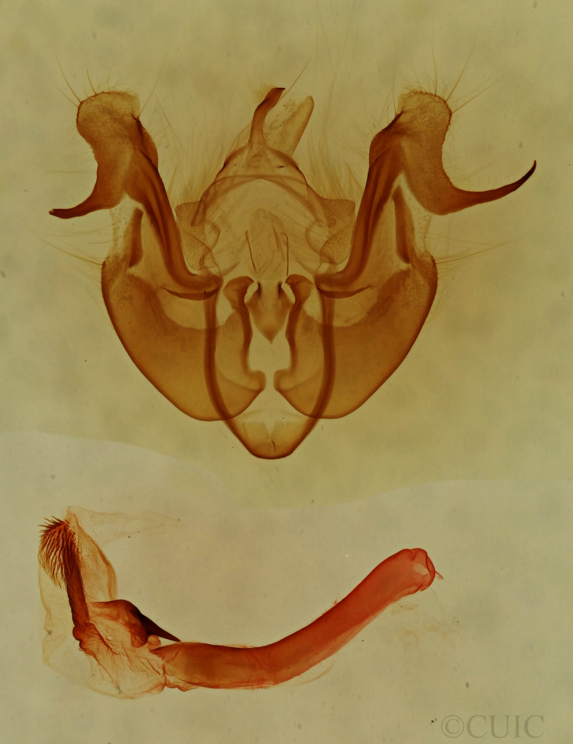 genitalia view of adult Neoligia albirena