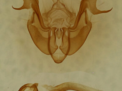 genitalia view of adult Neoligia albirena