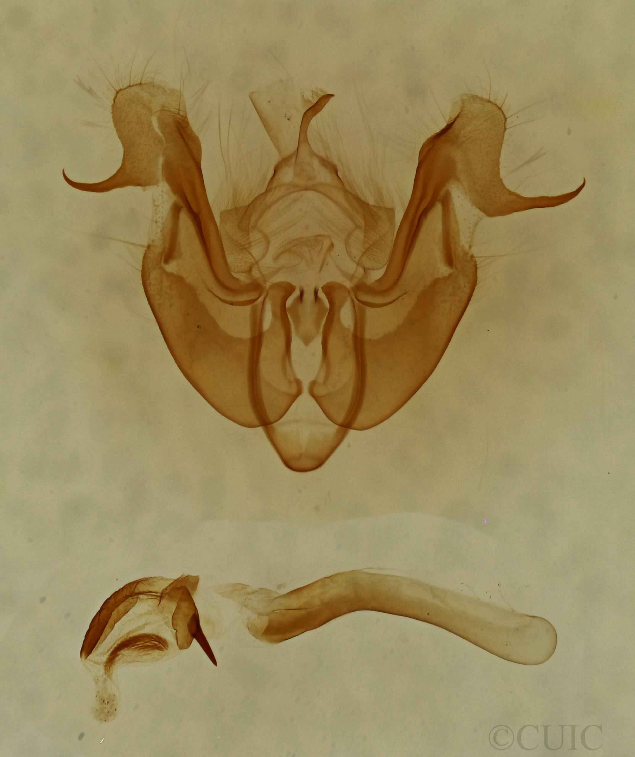 genitalia view of adult Neoligia albirena