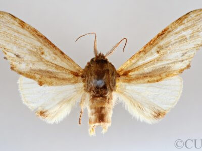 dorsal view of adult Oligocentria violascens