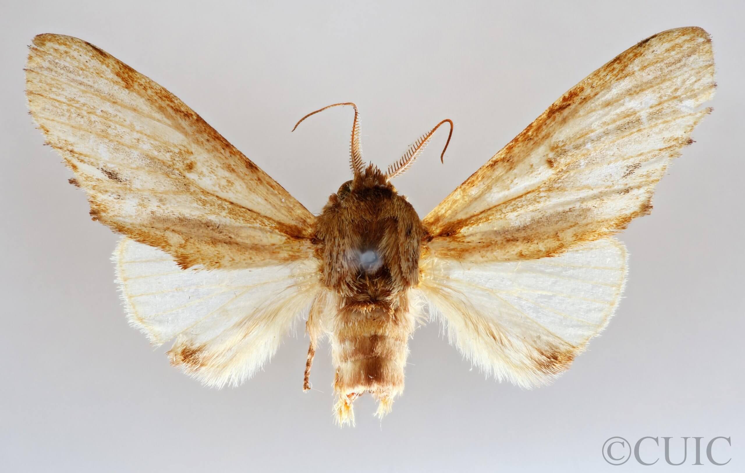 dorsal view of adult Oligocentria violascens