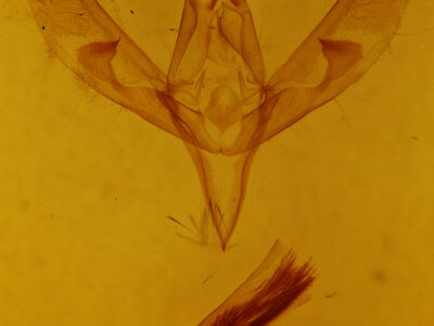 genitalia view of adult Sympistis