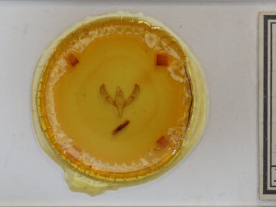 slide view of adult Sympistis