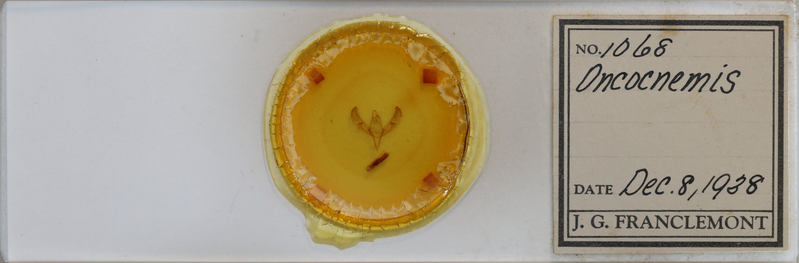 slide view of adult Sympistis