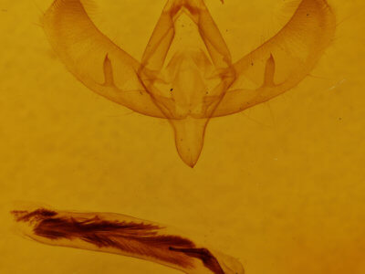 genitalia view of adult Sympistis