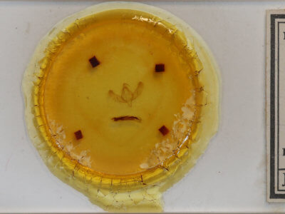 slide view of adult Sympistis