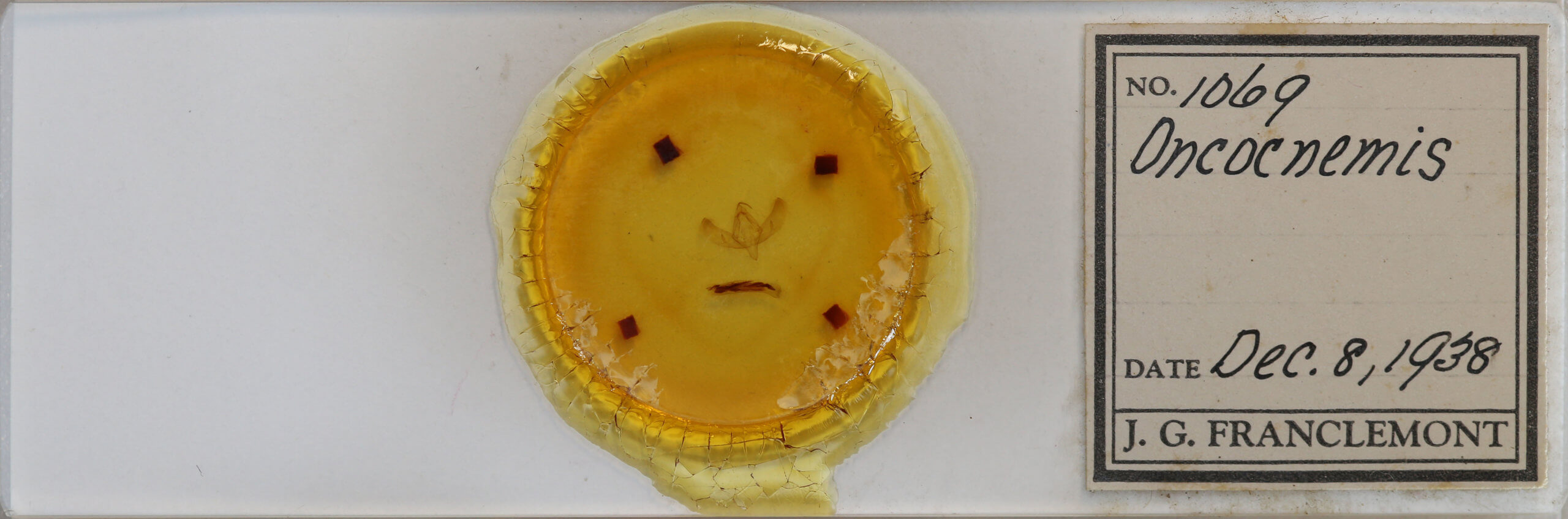 slide view of adult Sympistis