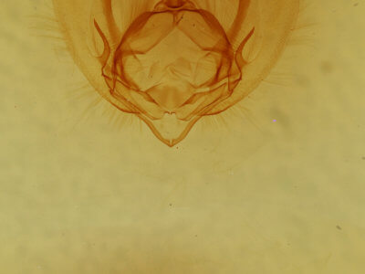 genitalia view of adult Oslaria viridifera