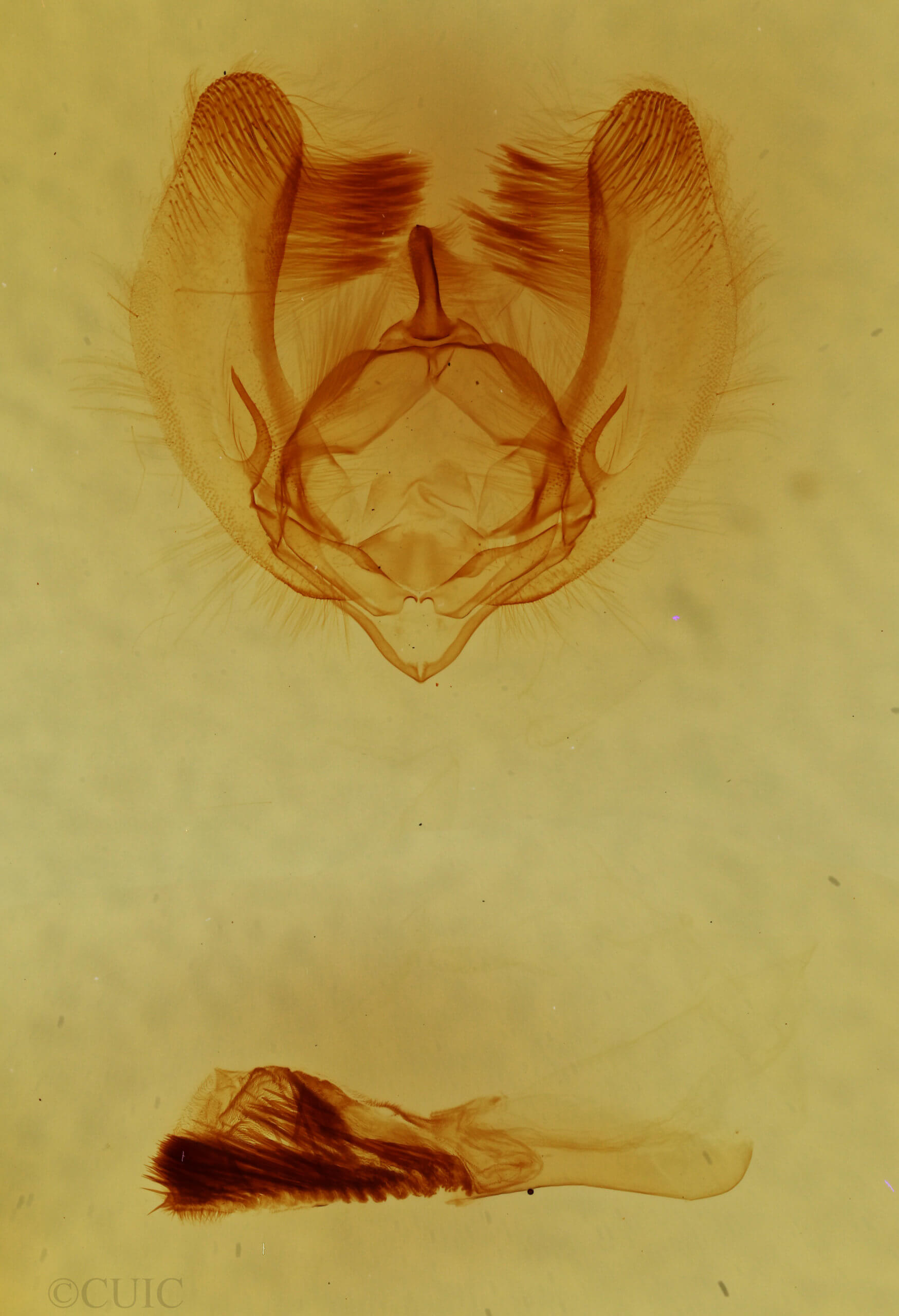 genitalia view of adult Oslaria viridifera