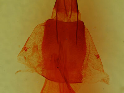 genitalia view of adult Oslaria viridifera