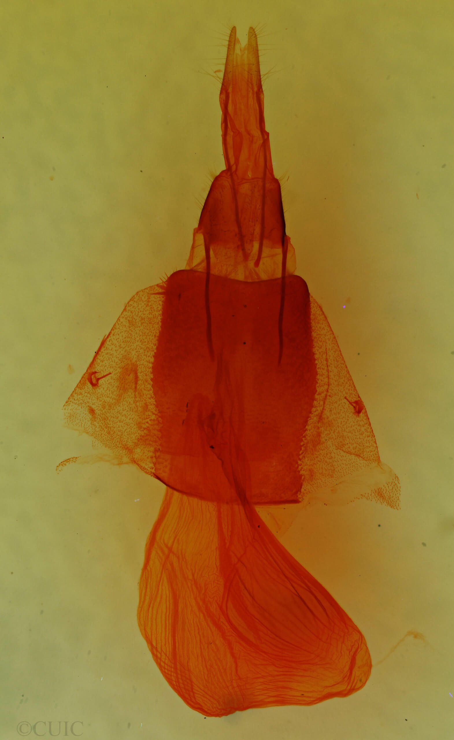 genitalia view of adult Oslaria viridifera