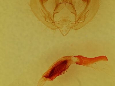 genitalia view of adult Oslaria viridifera