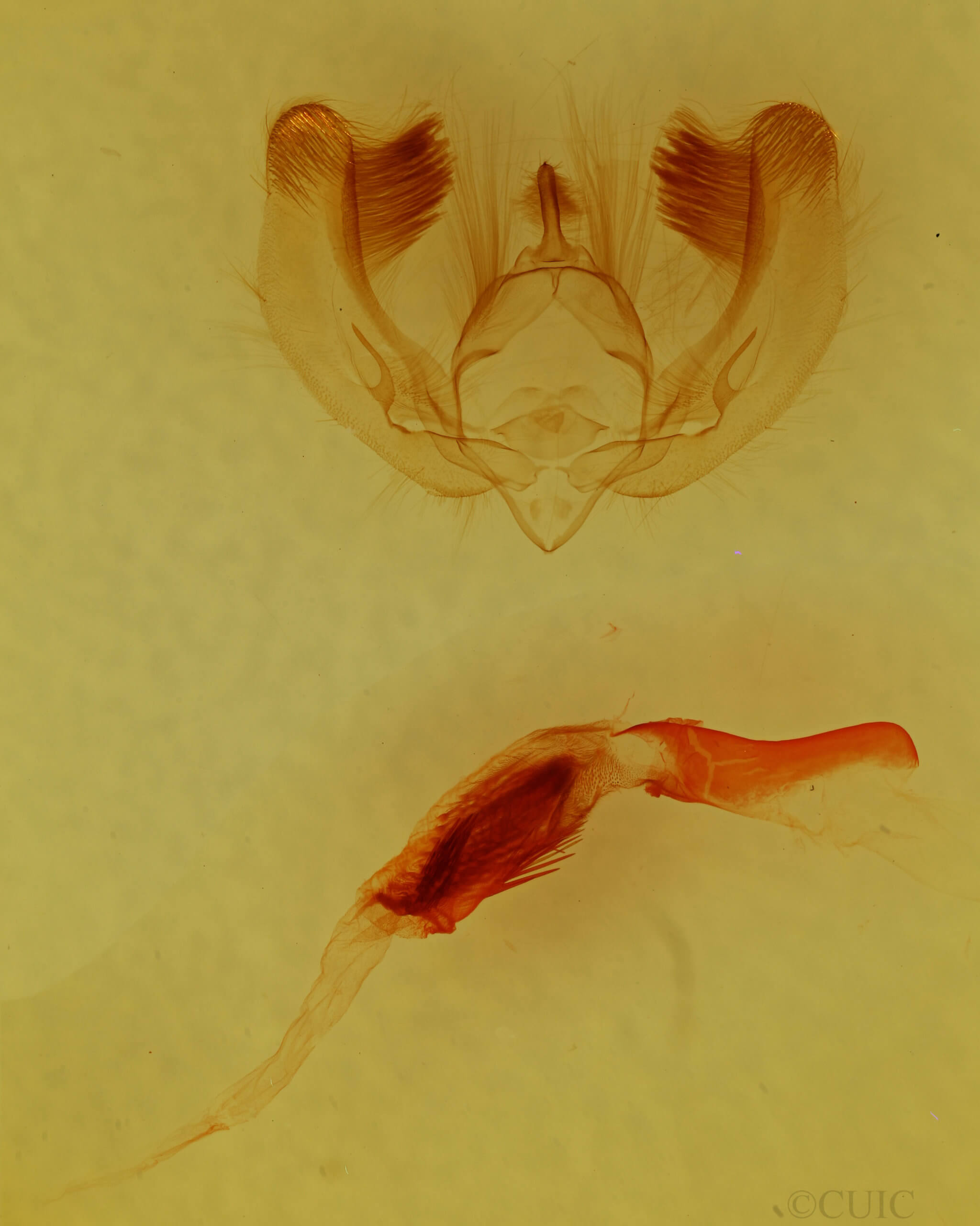 genitalia view of adult Oslaria viridifera