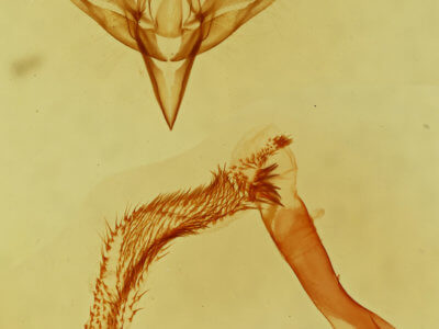 genitalia view of adult Sympistis subsimplex