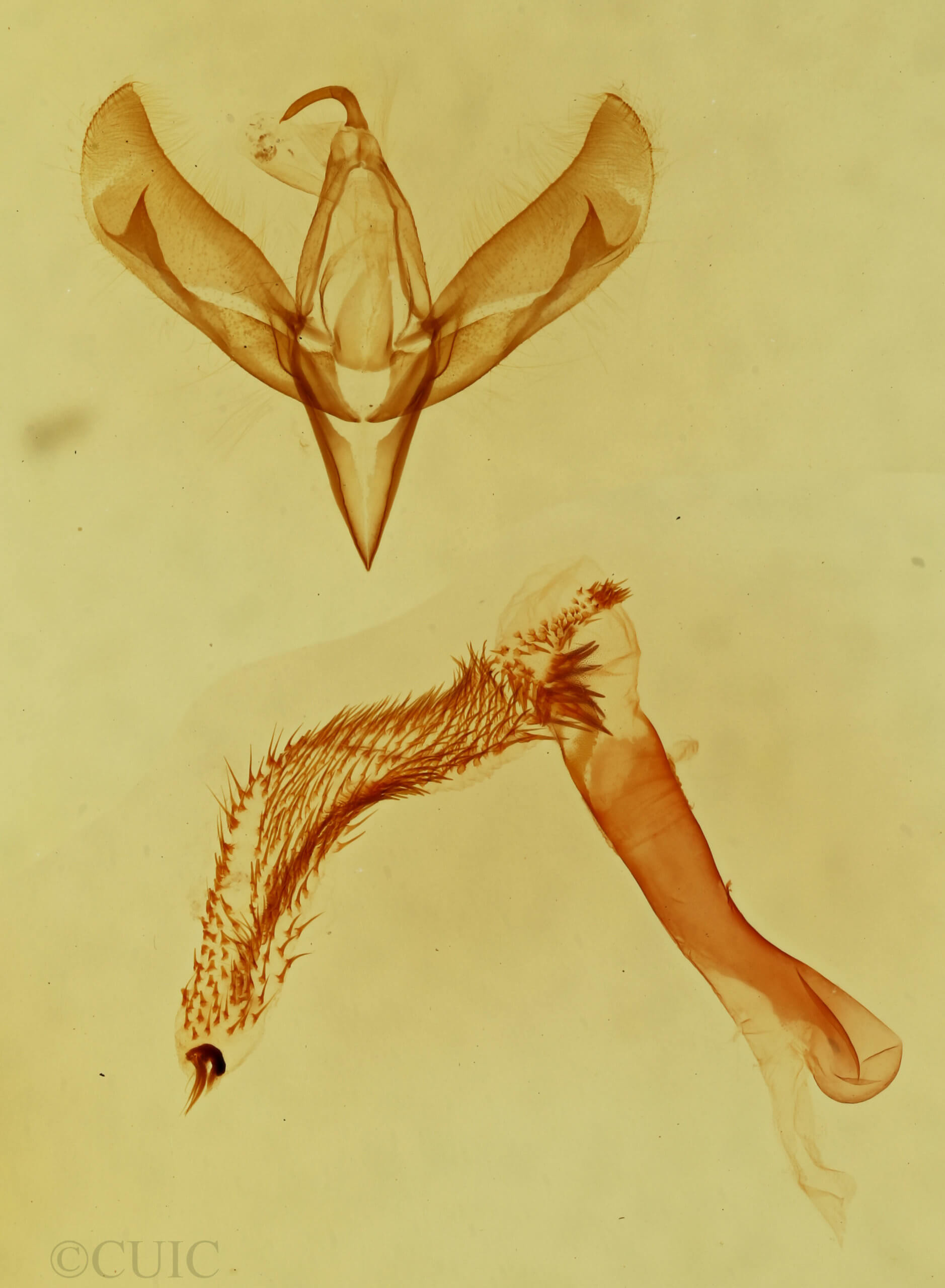 genitalia view of adult Sympistis subsimplex