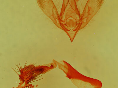 genitalia view of adult Paramiana smaragdina