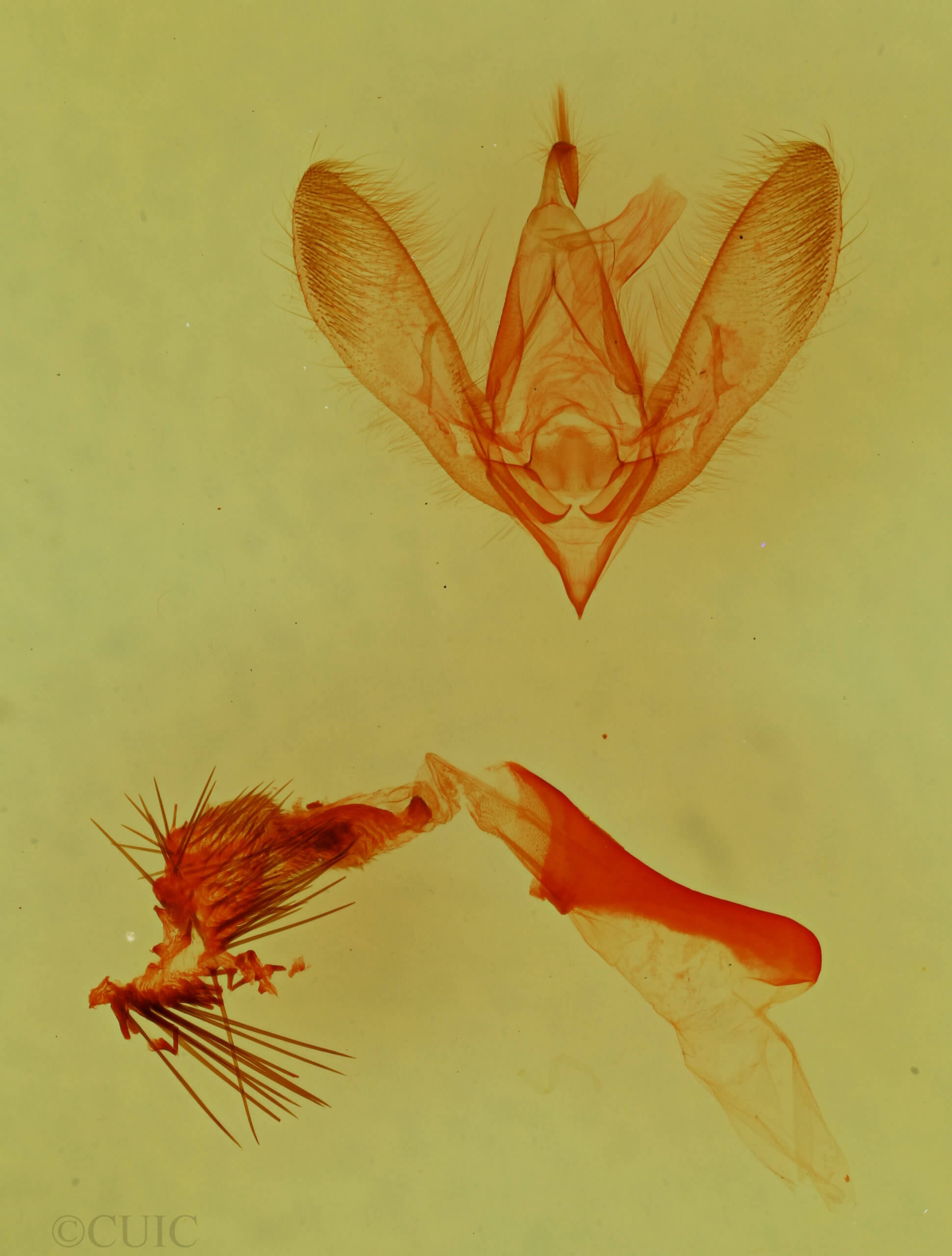 genitalia view of adult Paramiana smaragdina