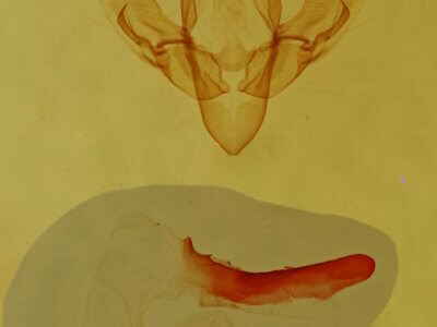 genitalia view of adult Condica begallo