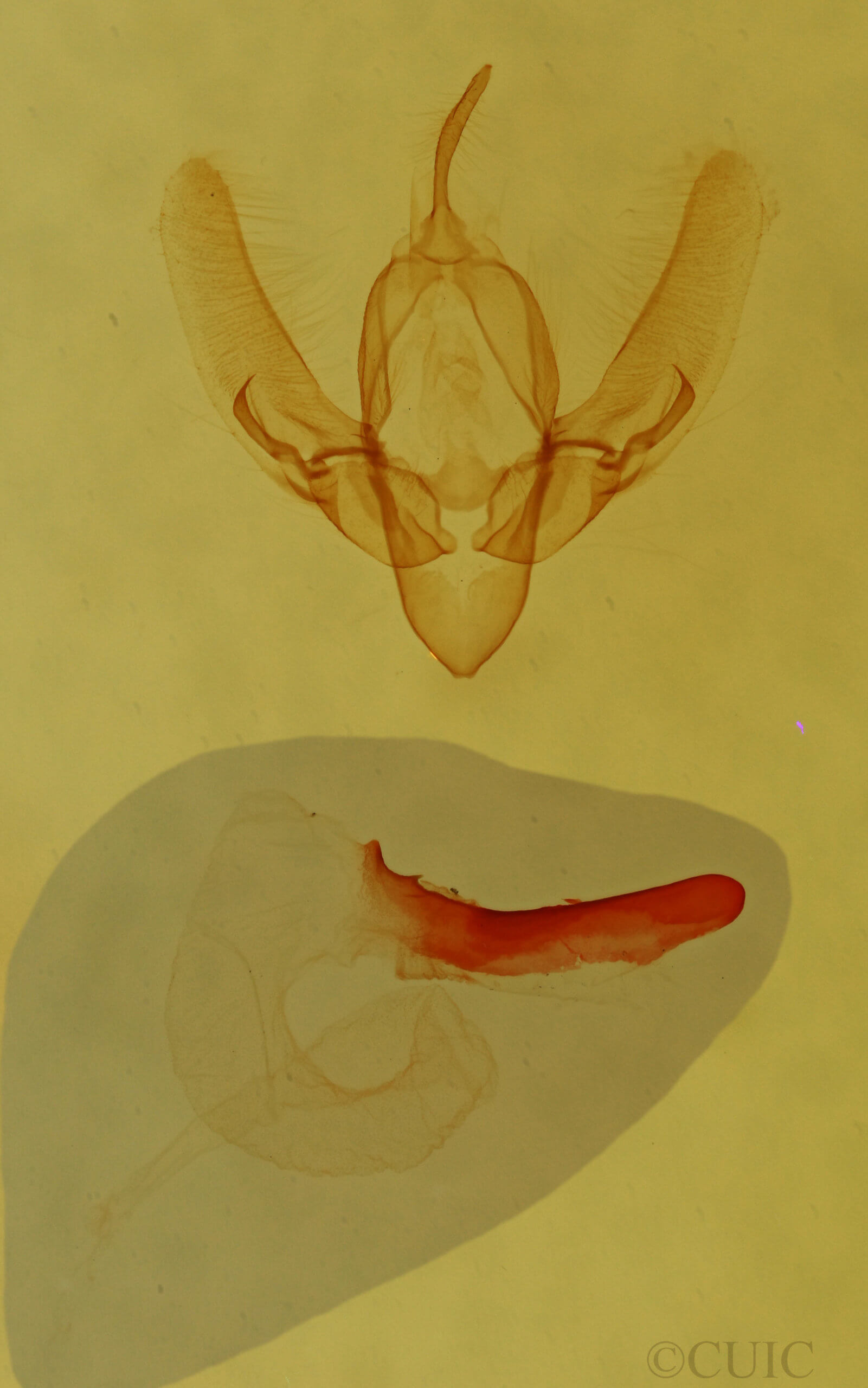 genitalia view of adult Condica begallo