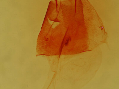 genitalia view of adult Condica begallo