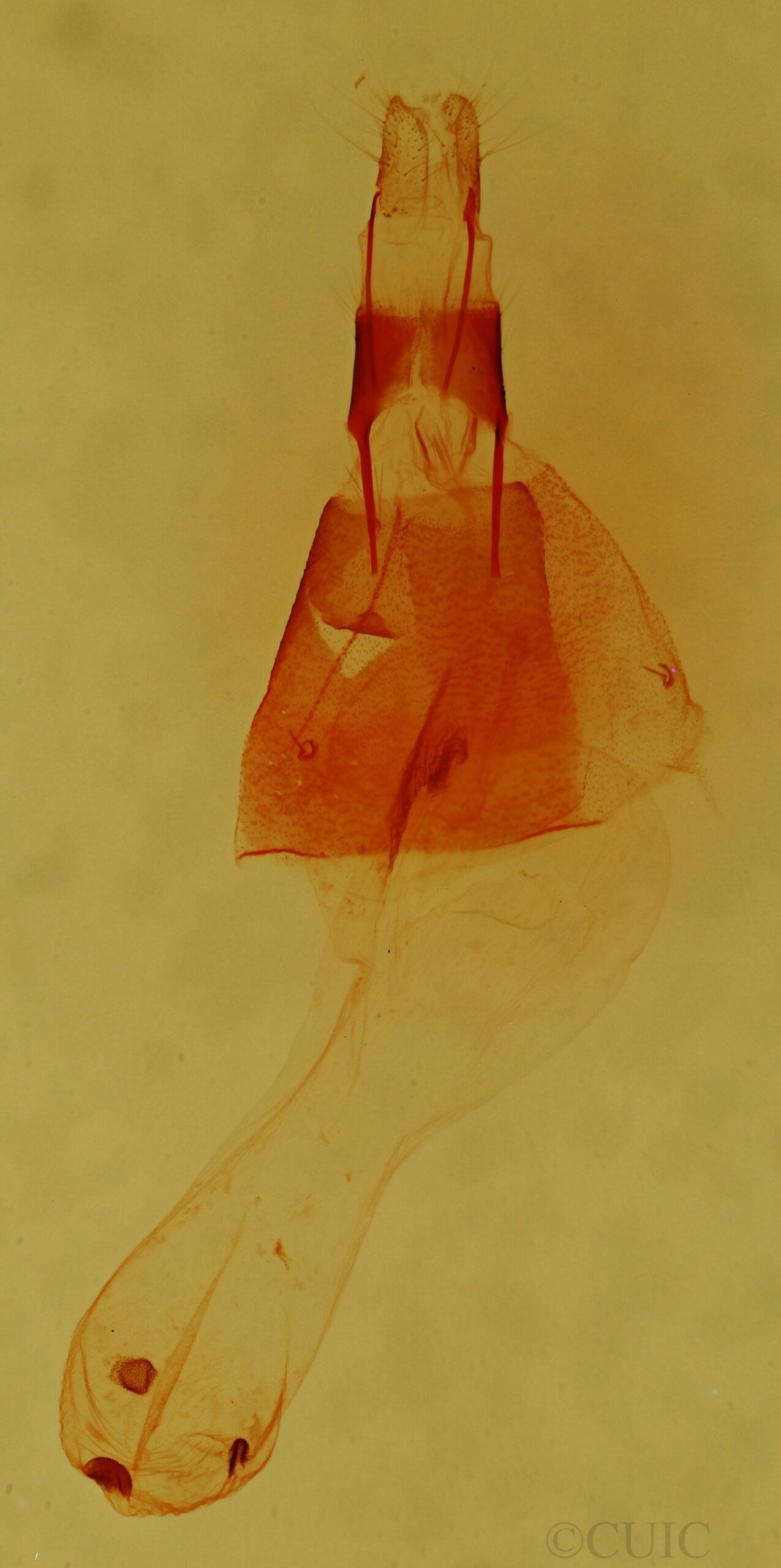 genitalia view of adult Condica begallo