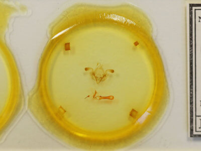 slide view of adult Properigea continens