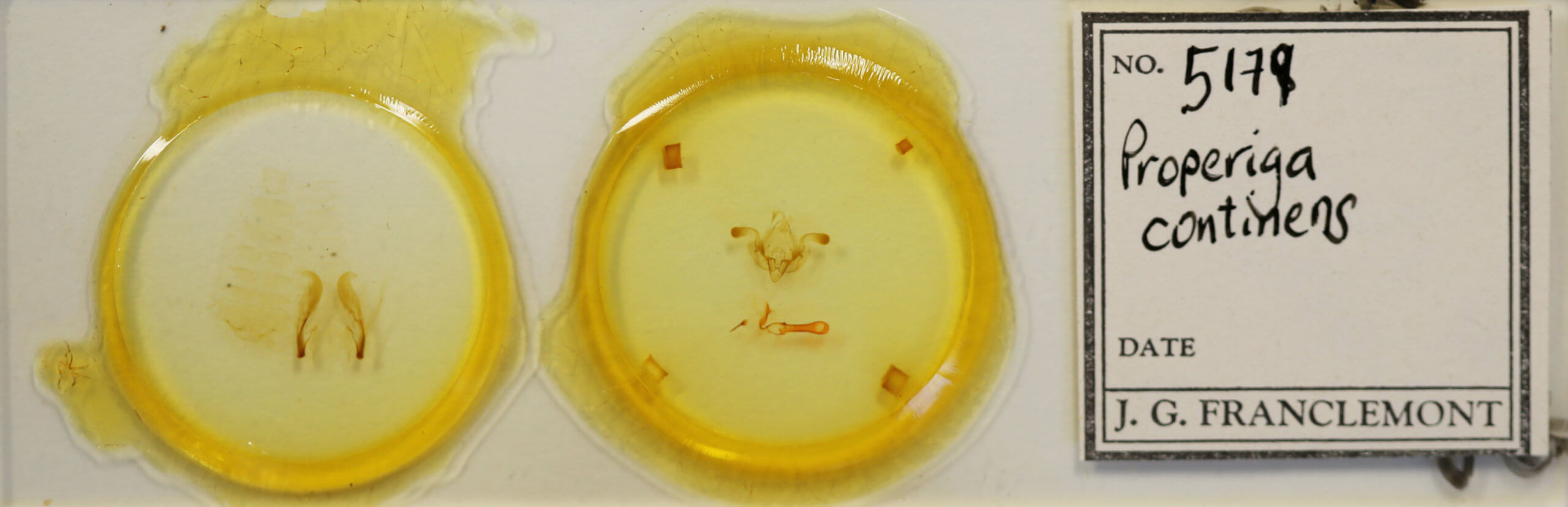 slide view of adult Properigea continens