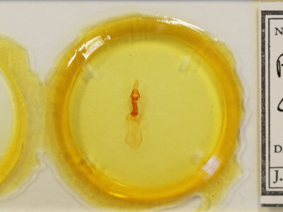 slide view of adult Properigea continens