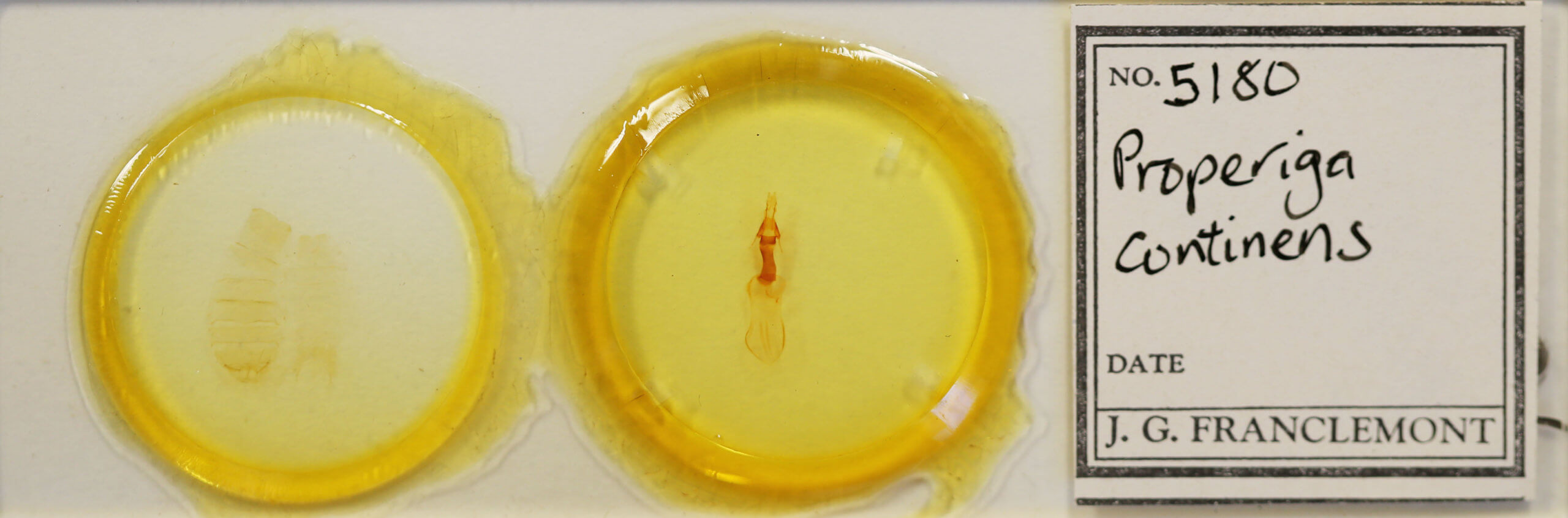 slide view of adult Properigea continens