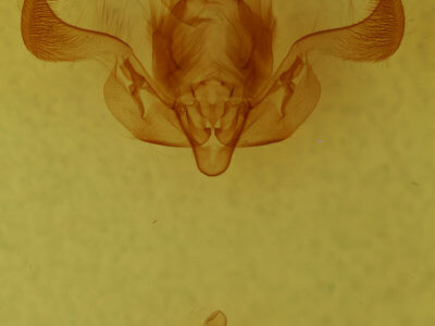 genitalia view of adult Properigea