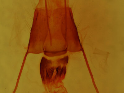 genitalia view of adult Properigea