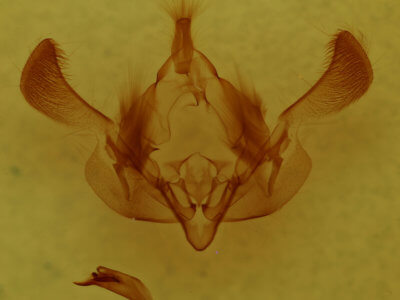 genitalia view of adult Properigea albimacula