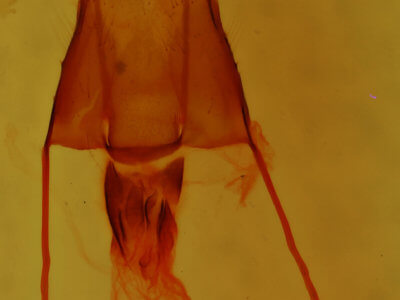 genitalia view of adult Properigea albimacula